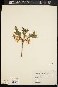 Rhododendron calendulaceum image