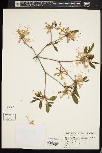 Rhododendron periclymenoides image