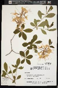 Rhododendron periclymenoides image