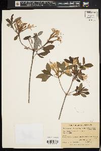 Rhododendron viscosum f. glaucum image