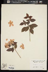 Rhododendron ovatum image
