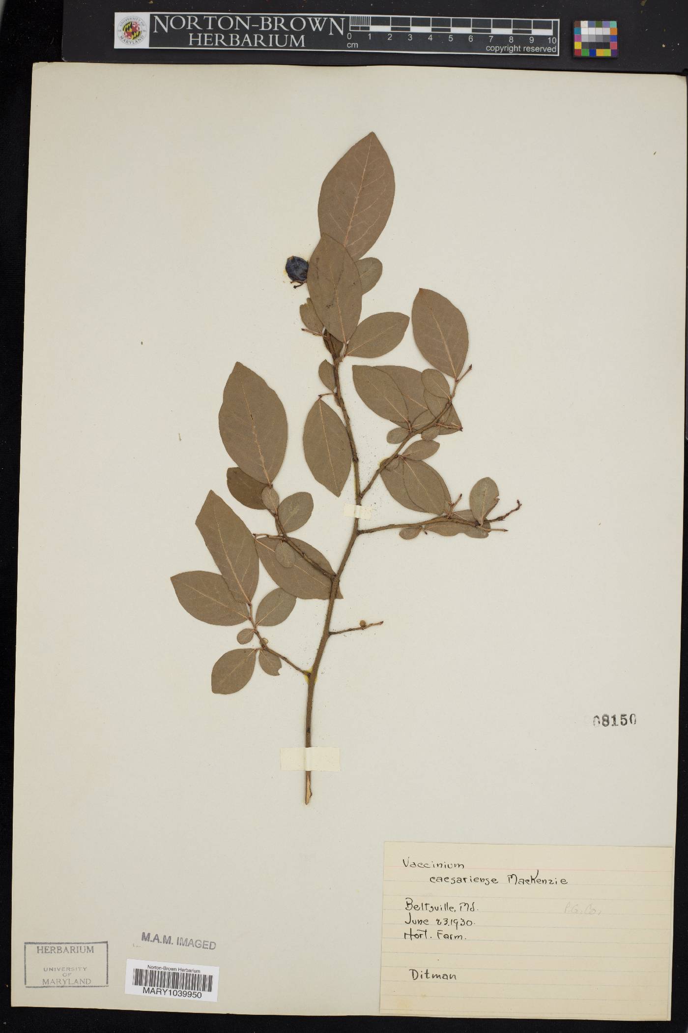 Vaccinium caesariense image