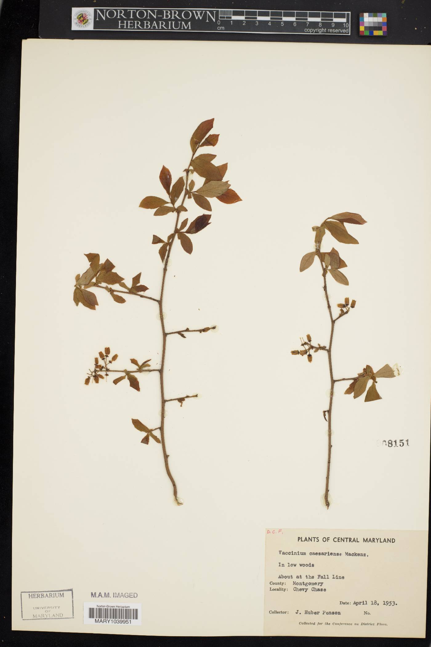 Vaccinium caesariense image