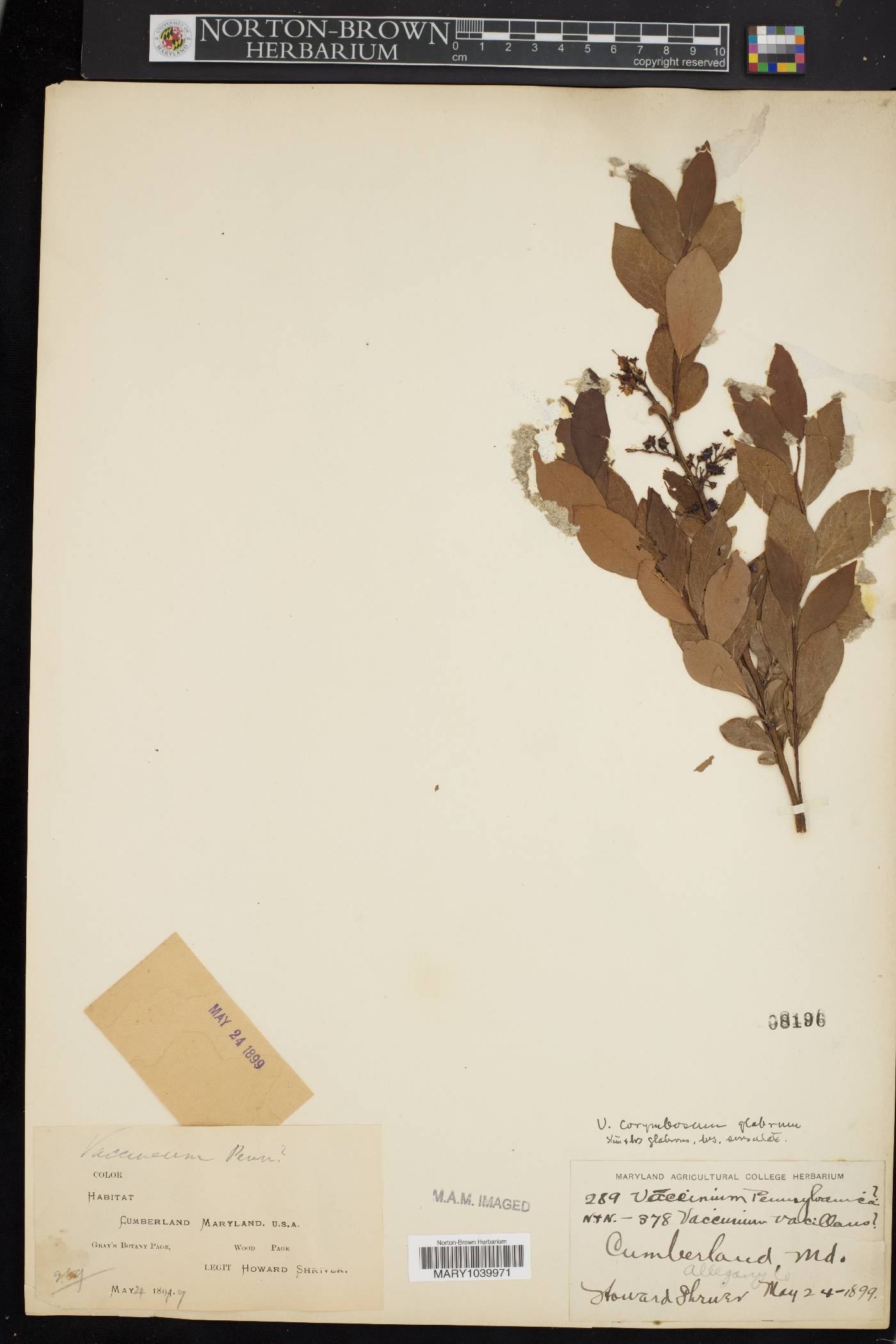 Vaccinium pensylvanicum image
