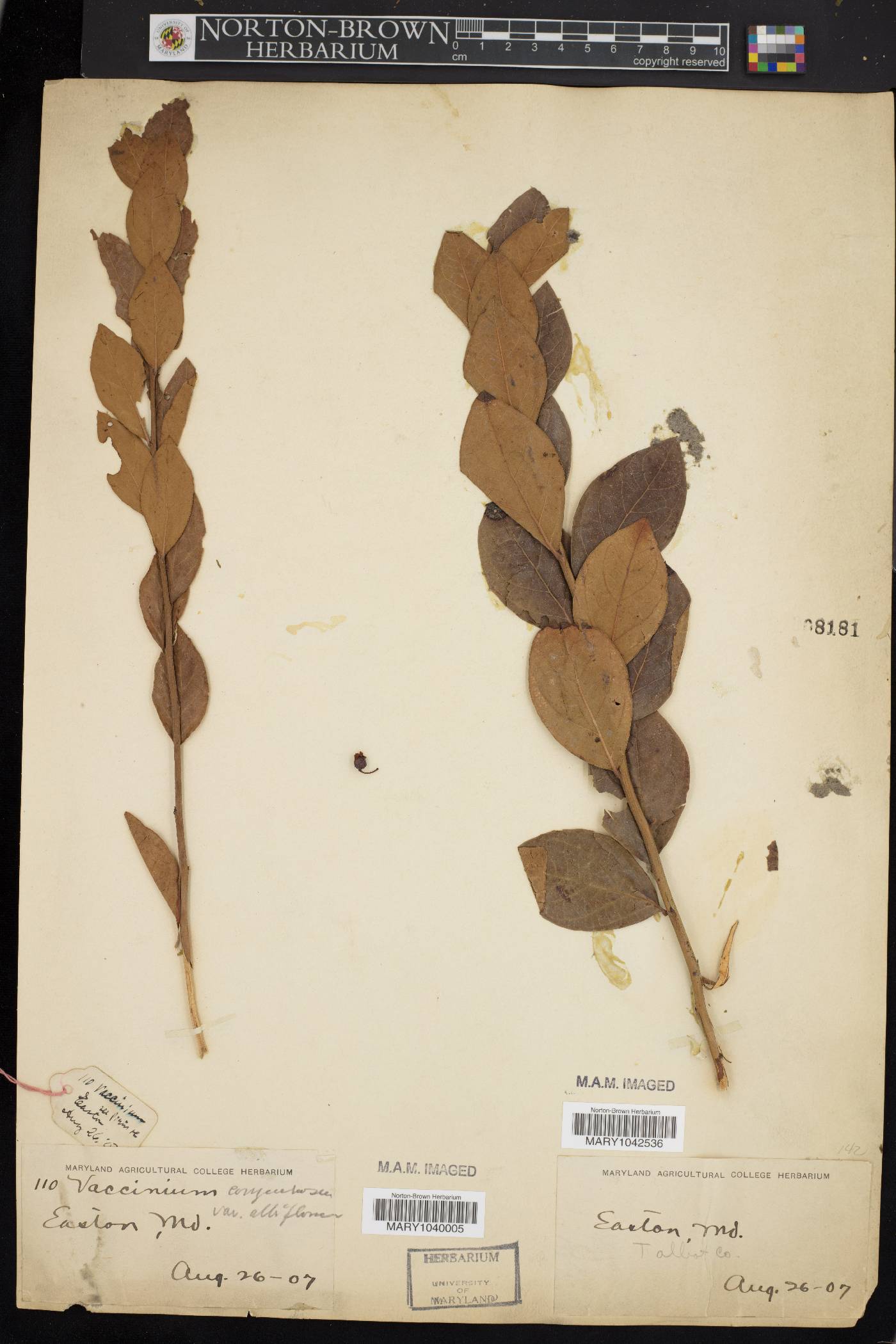 Vaccinium corymbosum var. albiflorum image