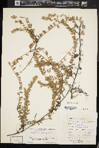 Vaccinium macrocarpon image