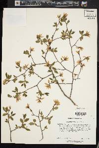 Vaccinium marianum image