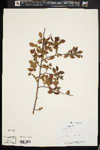 Vaccinium vacillans image