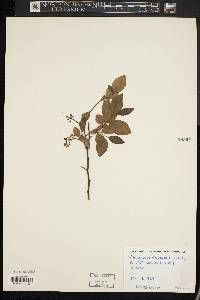 Vaccinium vacillans image