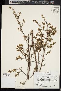 Vaccinium vacillans image