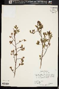 Vaccinium vacillans image