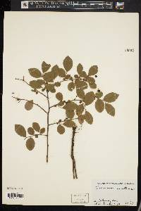 Vaccinium vacillans image