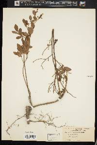 Vaccinium vacillans image