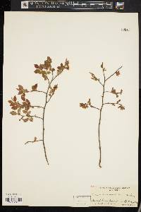 Vaccinium vacillans image