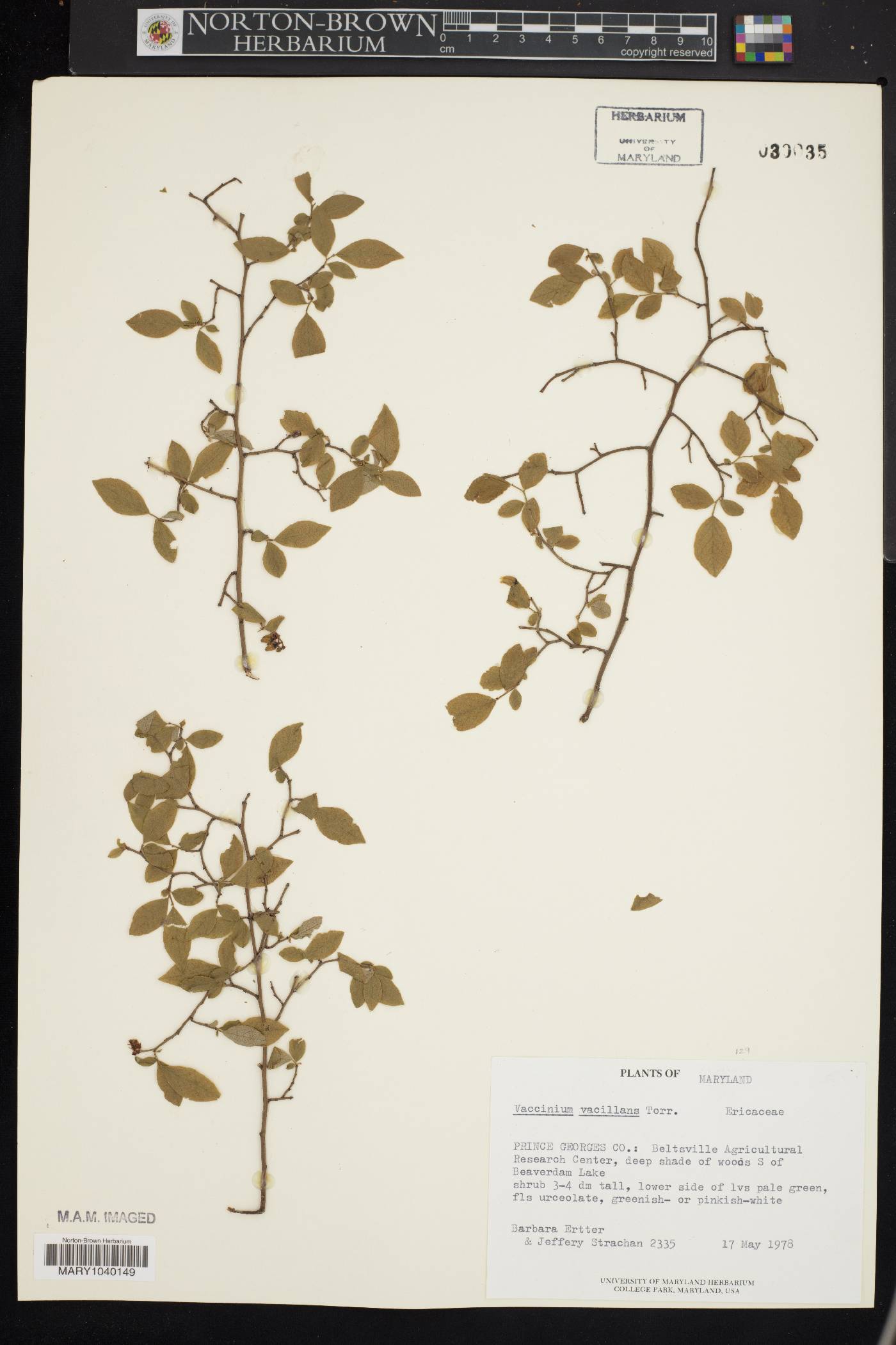 Vaccinium vacillans image