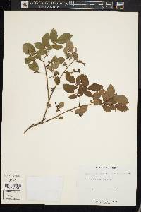 Vaccinium vacillans image