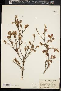 Vaccinium vacillans image