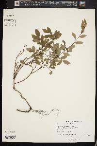 Vaccinium vacillans image