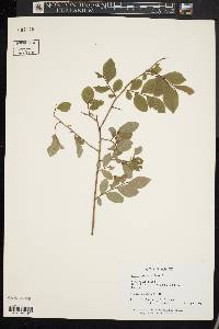 Vaccinium vacillans image