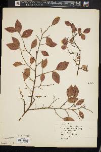 Vaccinium vacillans image