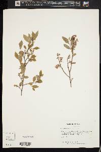 Vaccinium vacillans image