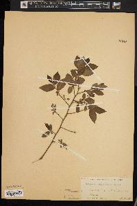 Vaccinium vacillans image