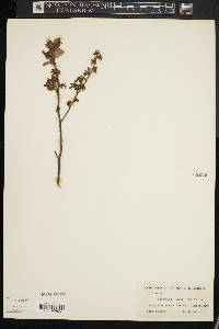 Vaccinium vacillans image