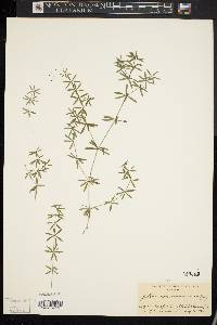 Galium concinnum image