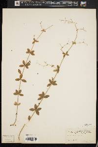 Galium pilosum image
