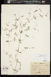 Galium tinctorium var. floridanum image