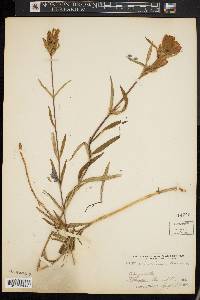 Gentiana linearis image