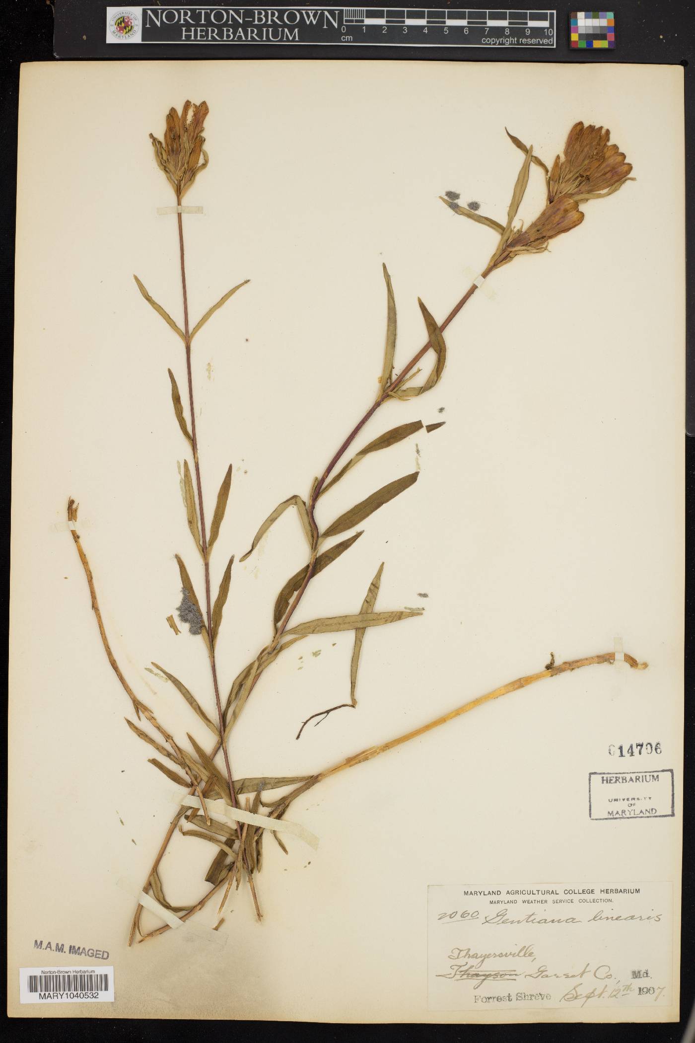 Gentiana linearis image