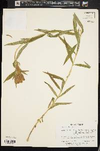 Gentiana linearis image