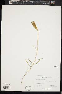 Gentiana porphyrio image