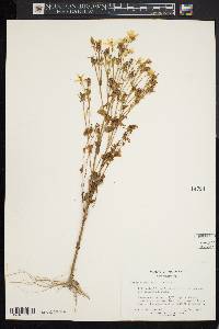 Sabatia angularis image