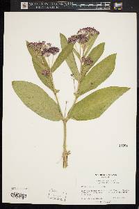 Asclepias incarnata subsp. pulchra image