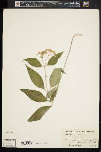 Asclepias quadrifolia image