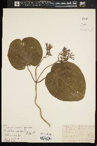 Matelea carolinensis image