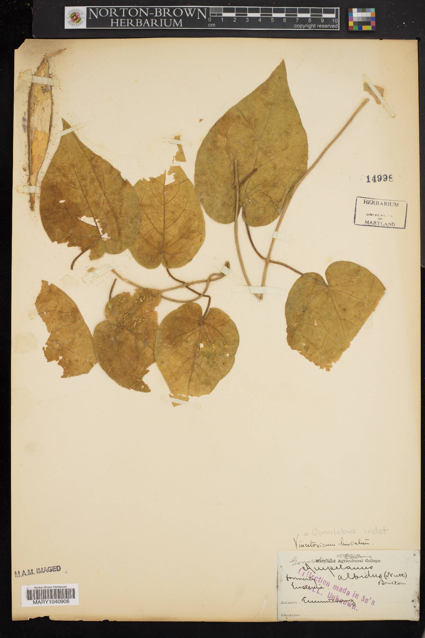 Matelea carolinensis image