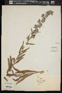 Echium vulgare image