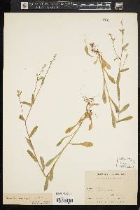 Myosotis macrosperma image