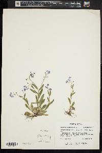 Myosotis sylvatica image