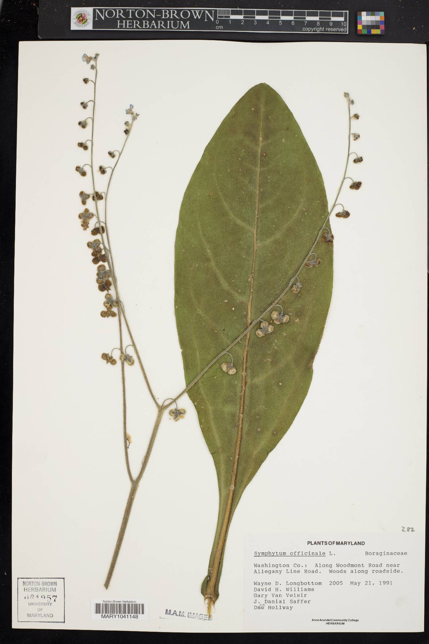 Symphytum officinale image