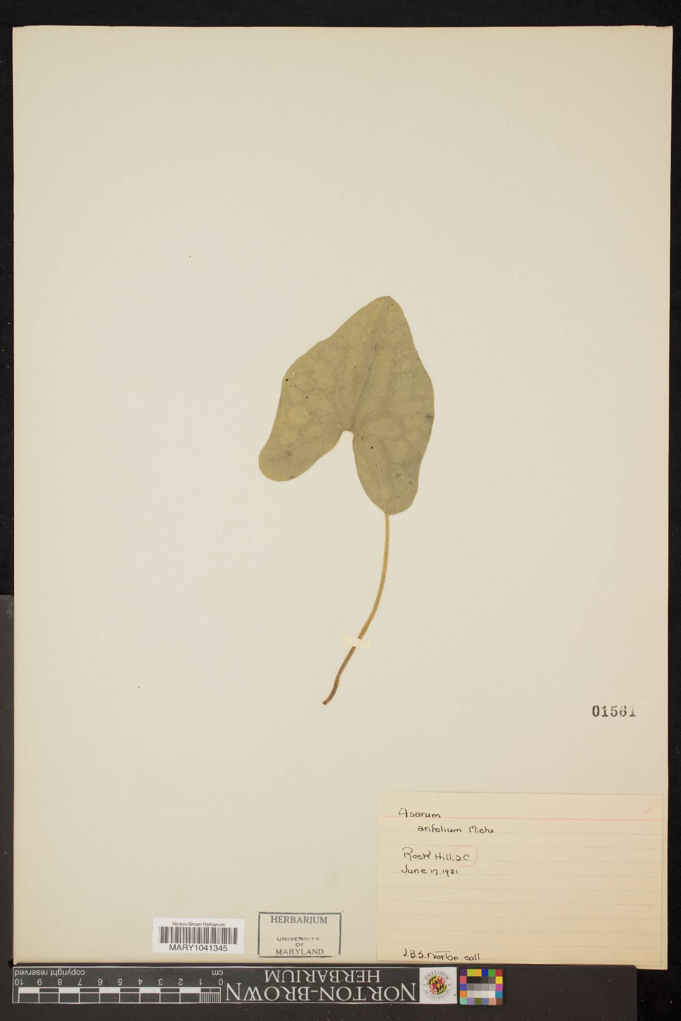 Hexastylis arifolia image