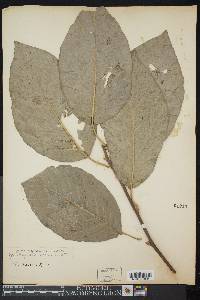 Magnolia acuminata image