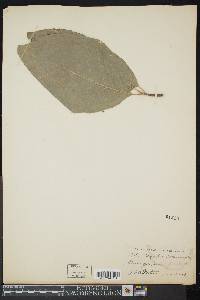 Magnolia acuminata image