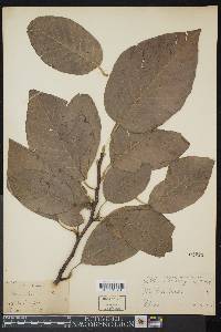 Magnolia acuminata image