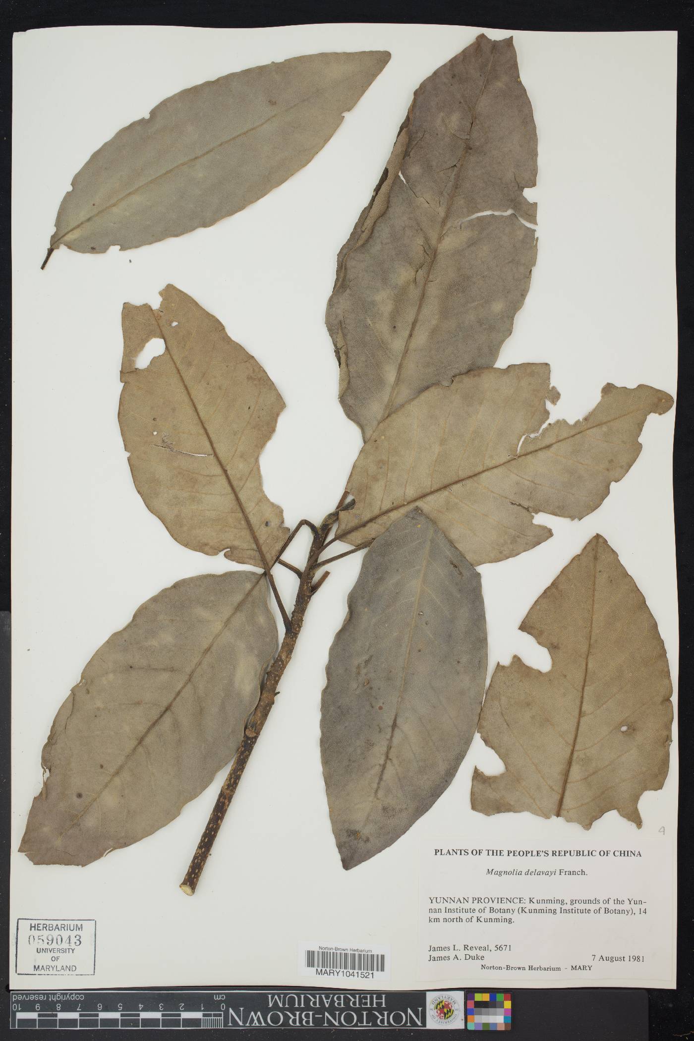 Magnolia delavayi image