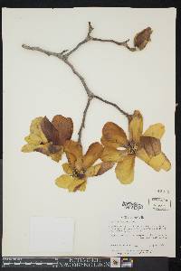 Image of Magnolia denudata