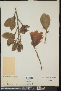 Magnolia liliiflora image